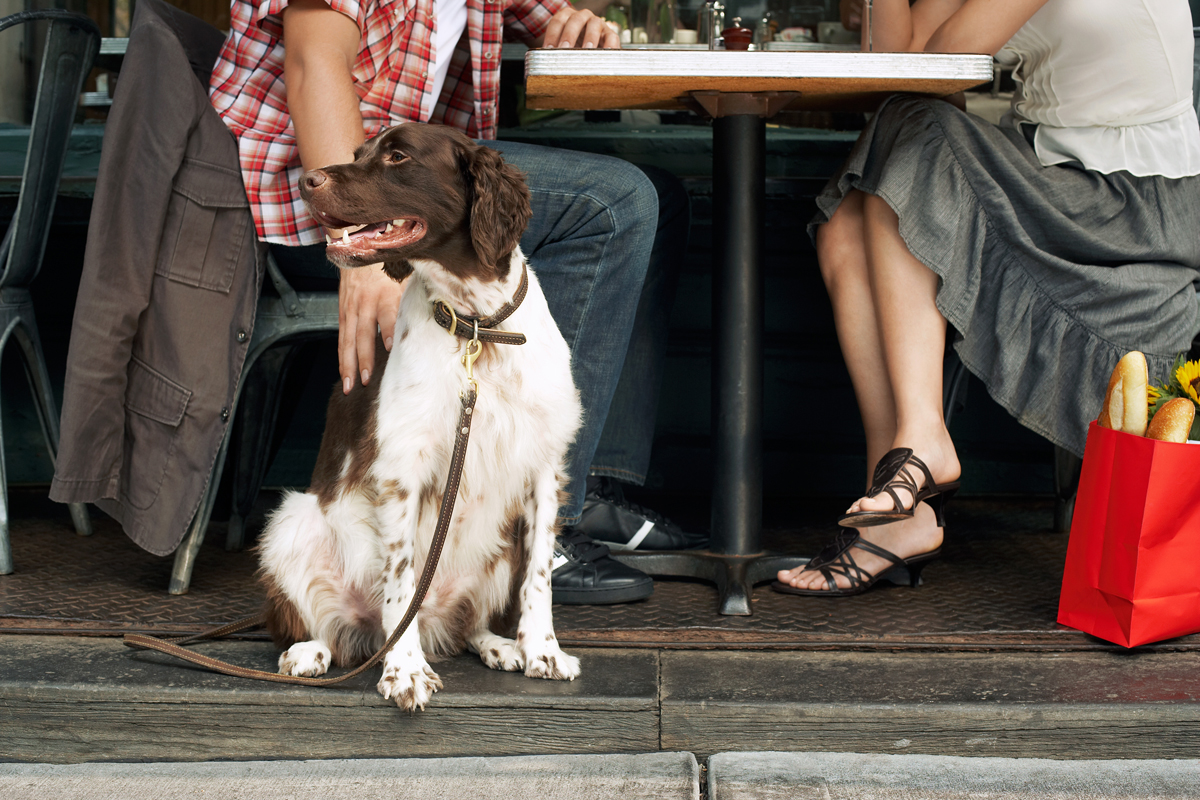 20 Dog Friendly Restaurants To Visit Around Delaware